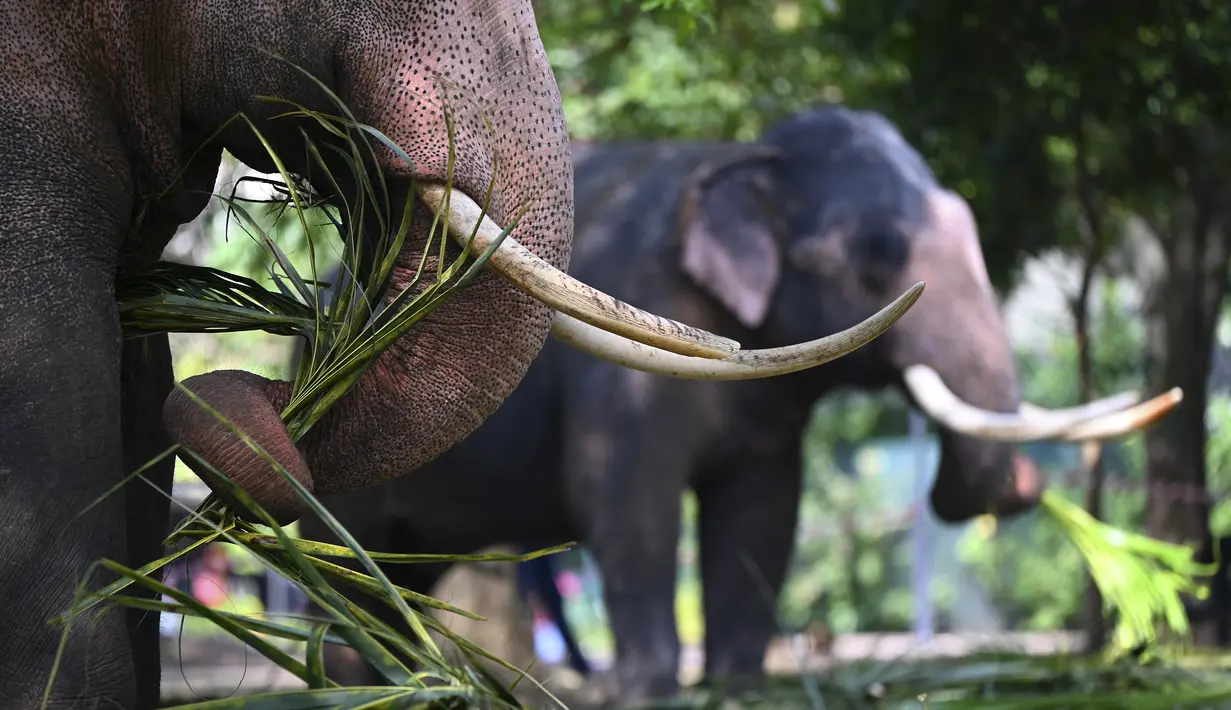 Gajah beristirahat di taman umum pada hari pertama prosesi Buddhis Navam tahunan dua hari terbesar di kota itu, yang juga dikenal sebagai festival Perahera, di Kolombo, Sri Lanka (15/2/2022). (AFP/Ishara S. Kodikara)