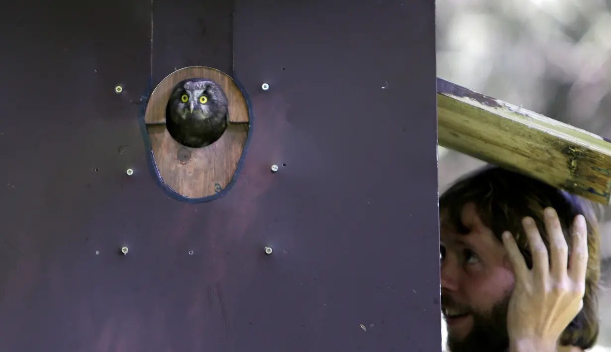 Jiri Sindelar saat memantau sarang canggih "Smart Nest Box" di hutan dekat Desa Mikulov, Republik Ceko (18/6). Sarang tersebut terpasang cahaya penghangat dan kamera. (REUTERS / David W Cerny)