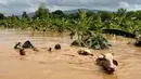 Penduduk harus berjuang melintasi banjir sambil menggiring hewan ternak ke tempat lebih tinggi. (Sai Aung MAIN/AFP)