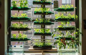 Ide Kebun Hidroponik Pakai Botol Plastik Bekas (AI)