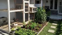 6 Desain Kandang Ayam Kecil di Samping Rumah tapi Tetap Rapi dan Tidak Mengganggu