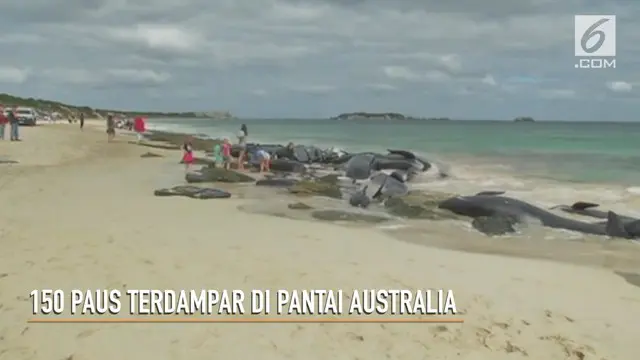 Rekaman video 150 paus yang terdampar di Teluk Hamelin, Australia.