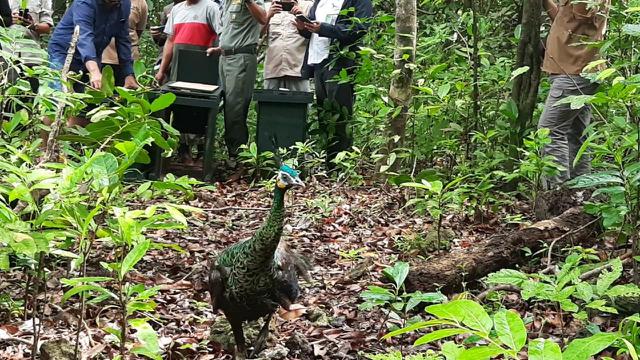 Upaya Menjaga Merak Hijau Tetap Lestari Regional Liputan6 Com