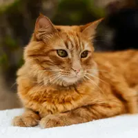 Ilustrasi&nbsp;Bulu Anabul/copyright pexels.com