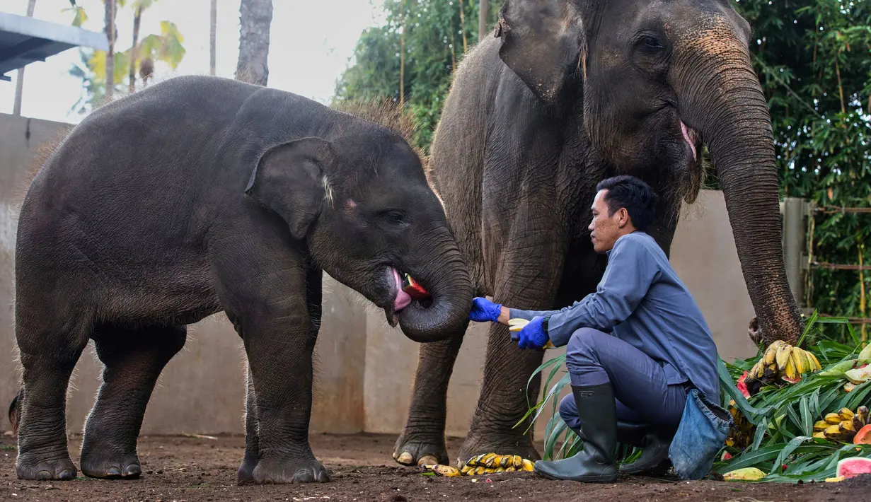 Peringatan Hari Gajah Sedunia bertujuan untuk meningkatkan kesadaran serta berbagi pengetahuan dan solusi positif demi perawatan dan pengelolaan gajah liar maupun dalam penangkaran yang lebih baik. (AP Photo/Firdia Lisnawati)
