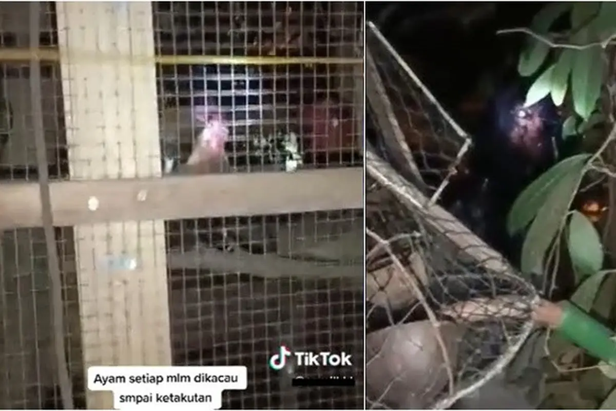 Ayam Berkokok Tiap Malam, Pria Ini Temukan Makhluk Misterius di Belakang Kandang