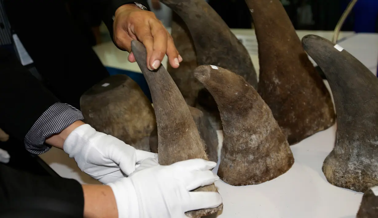 Petugas setempat menampilkan puluhan tanduk badak yang berhasil disita saat konferensi pers di kantor bea cukai di bandara Suvarnabhumi, Bangkok, Thailand (14/3). (AP Photo/Sakchai Lalit)