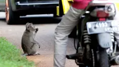 Monyet ekor panjang (Macaca Fascicularis) menanti makanan yang dilemparkan warga di kawasan Suaka Margasatwa Muara Angke, Penjaringan, Jakarta, Sabtu (29/5/2021). Meski sudah ada larangan, namun pemberian makanan oleh warga kepada monyet ekor panjang masih terlihat. (Liputan6.com/Helmi Fithriansyah)