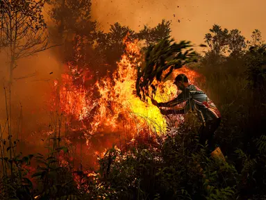 Seorang pria menggunakan ranting pohon untuk berupaya memadamkan kebakaran lahan gambut di Palangkaraya, Kalimantan Tengah, Kamis (22/10/2026). (REINA/AFP)