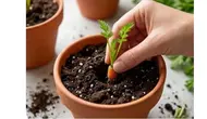 Cara Menanam Wortel dalam Pot di Rumah, Solusi Berkebun Lahan Sempit
