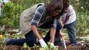 Ibu negara AS Michelle Obama bersama anak sekolah terlihat serius mengambil ubi jalar saat acara memanen ubi jalar di kebun Gedung Putih, Washington, (6/10). (AFP Photo/Jim Watson)