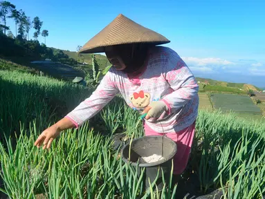 Petani memberikan campuran pupuk urea dan pupuk panyaweuyan pada tanaman daun bawang di kawasan Cibuluh, Majalengka, Jawa Barat, Selasa (23/5/2023). (merdeka.com/Arie Basuki)