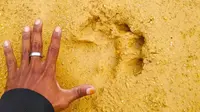 Jejak harimau sumatra yang ditemukan warga di Desa Kualu Nanas, Kabupaten Kampar. (Liputan6.com/Dok BBKSDA Riau/M Syukur)