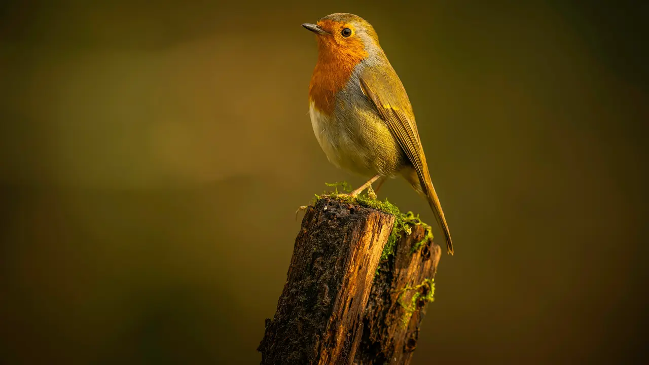 Ilustrasi Burung (Unsplash/Doncoombez)