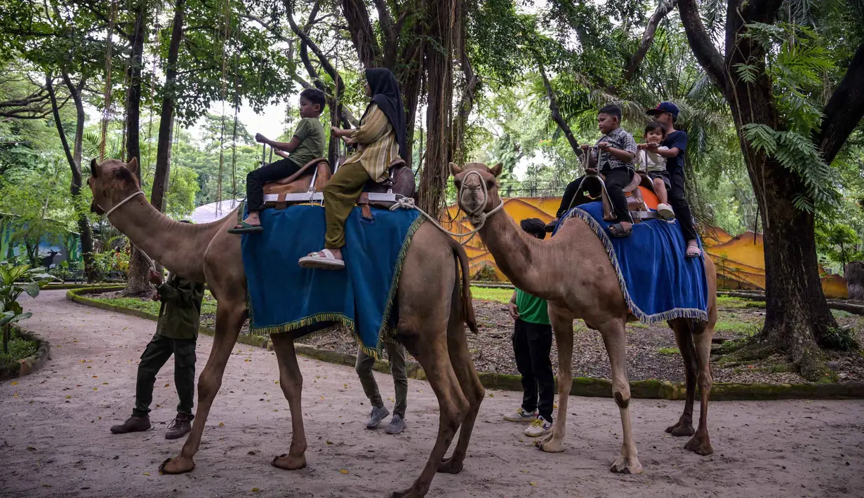 Pengelola Perusahaan Daerah Taman Satwa (PDTS) Kebun Binatang Surabaya (KBS) menyiapkan berbagai wahana ramah anak yang dapat dinikmati selama masa liburan. Tampak dalam foto, anak-anak menunggang unta di Kebun Binatang Surabaya, Jawa Timur, selama libur sekolah sekaligus jelang Natal dan Tahun Baru pada Minggu 21 Desember 2025. (JUNI KRISWANTO/AFP)