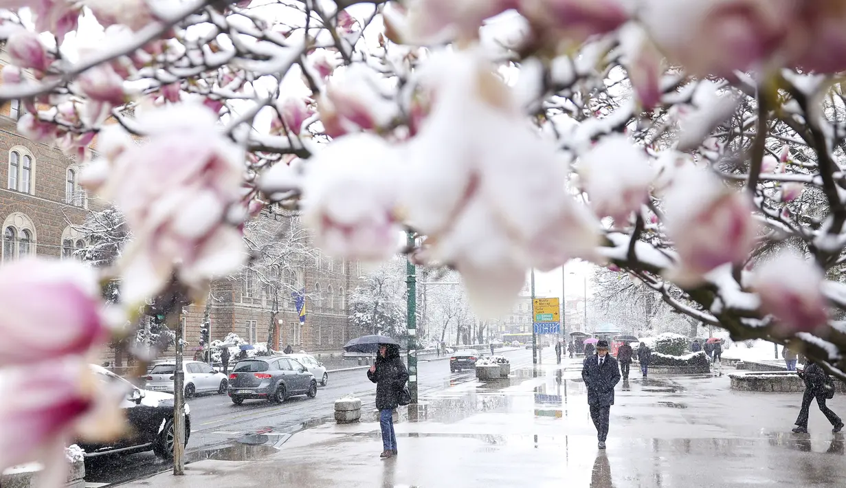 <p>Orang-orang berjalan saat hujan salju di samping cabang-cabang yang mekar di pusat kota Sarajevo, Bosnia, Selasa (4/4/2023). (AP Photo/Armin Durgut)</p>