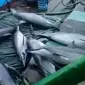 Viral video sejumlah lumba-lumba yang terjaring kapal nelayan.