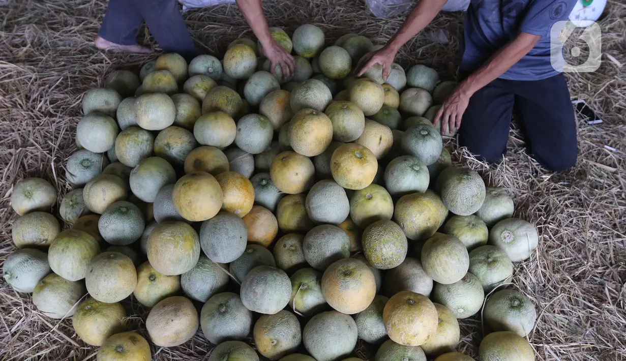 Pedagang merapikan buah melon di pasar induk Kramat Jati, blok buah di Jakarta, Minggu (2/2/2020). Pemerintah berupaya melakukan peningkatan produksi buah-buahan dalam negeri dan diharapkan tidak hanya dilakukan untuk mendongkrak ekspor. (Liputan6.com/Herman Zakharia)