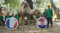 Unta koleksi binatang kebun binatang Jurug, Solo, ikut meramal final Piala Dunia. Unta tersebut meramal Kroasia menjadi juara Piala Dunia 2018.(Liputan6.com/Fajar Abrori)