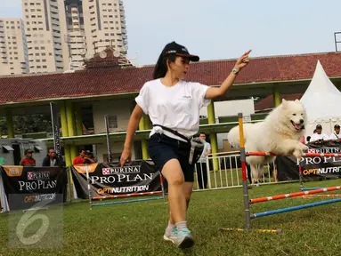 Pelatih sedang melatih anjing peliharaan dalam ajang Purina Pro Plan Boot Camp di Senayan, Jakarta (06/10). Sebanyak 150 anjing dan kucing berkumpul dan bermain bersama. (Liputan6.com/Fery Pradolo)