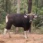 Indukan jantan Banteng di Taman Nasional Baluran untuk menambah populasi (Istimewa)