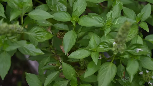 ilustrasi jenis dedaunan yang cocok digunakan untuk olahan masakan/ISHA FRANDIKA HUTAMA/shutterstock