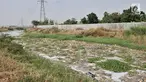 Kondisi Kali Pisang Batu yang dipenuhi sampah dan busa di Desa Setia Asih, Tarumajaya, Kabupaten Bekasi, Jawa Barat, Senin (29/7/2019). Kali Pisang Batu kembali dipenuhi limbah pabrik dan sampah rumah tangga setelah sempat dikeruk pada Januari lalu. (merdeka.com/Iqbal Nugroho)