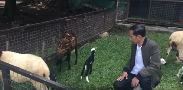 Presiden Jokowi mengumumkan kelahiran kambing peliharaannya lewat vlog | 