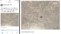 Postingan status mengancam nyamuk yang membuat akun pria Jepang diblokir Jepang. (Twitter)