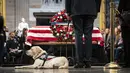 Anjing bernama Sully duduk dekat peti mati George H.W. Bush di Gedung Capitol, Washington, Senin (3/12). Anjing labrador itu berbaring di samping peti mati Presiden AS ke-41, seolah sedang memberikan penghormatan terakhir. (Drew Angerer/Getty Images/AFP)