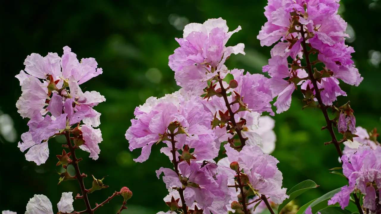 Crape Myrtle atau Bungur (Lagerstroemia indica)