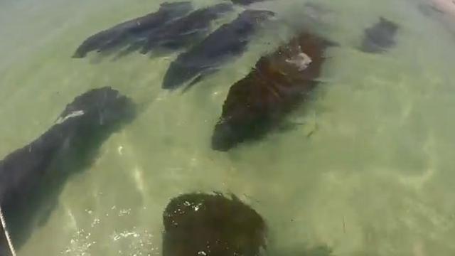 Keren Kawanan Sapi Laut Serbu Pantai Ini Global Liputan6 Com