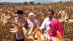 Dalam acara Panen Raya jagung di Dompu, Presiden Jokowi didampingi Ibu Negara Iriana yang sangat cekatan memetik jagung-jagung yang siap panen didampingi Gubernur NTB TGH M Zainul Majdi), Sabtu (11/4/2015). (Rumgapres/ Agus Suparto)