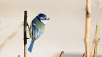Kisah Burung Pipit dan Nabi Ibrahim, Simbol Kebaikan Serta Keteguhan Iman