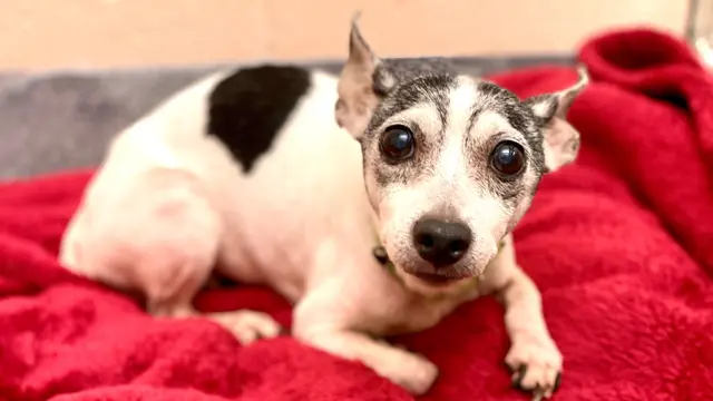 Potret Dutchess, anjing yang hilang selama 12 tahun. (Sumber: Humane Animal Rescue)