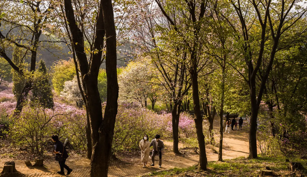 Pengunjung berjalan melewati semak bunga azalea di Taman Wonmi di Bucheon, sebuah kota di pinggiran Seoul (19/4/2022). Pada bulan April, saat musim semi mencapai puncaknya, bunga azalea berwarna merah muda dan putih akan memenuhi Taman Wonmi di Bucheon, Seoul. (AFP/ANTHONY WALLACE)