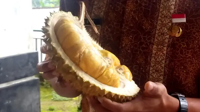 Penampakan durian Sirouf, jawara kontes durian asal Dusun Ndirun, Banjarnegara. (Foto: Liputan6.com/Muhamad Ridlo)