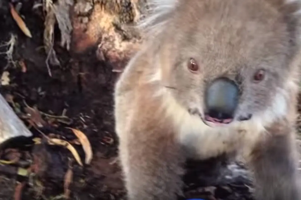 Manja, Koala Ini Minta Dipeluk