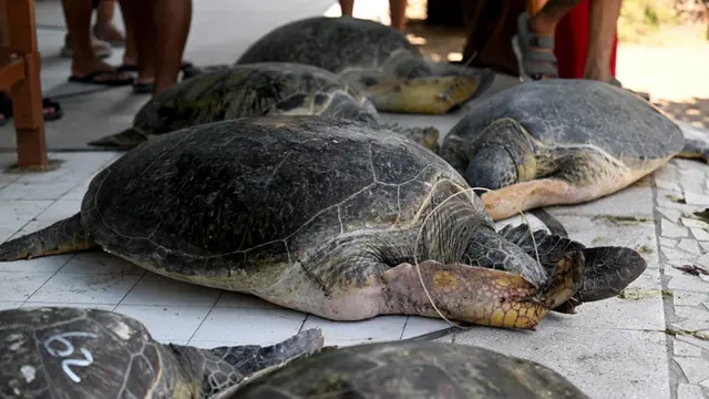 Penyu Hijau Bali