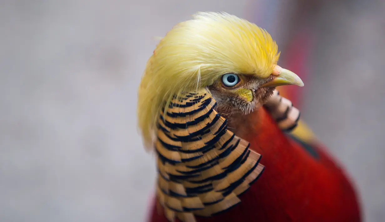 Seekor burung berjenis pegar emas terlihat di Hangzhou Safari Park, Provinsi Zhejiang, China, 13 November 2016. Burung yang dinamai Little Red itu mendadak jadi populer berkat gaya rambutnya yang mirip presiden terpilih AS Donald Trump. (REUTERS/Stringer)