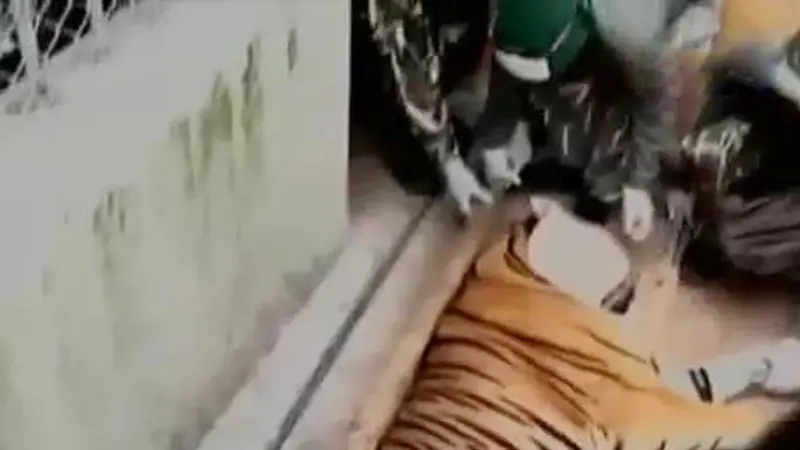 Gempa 6,5 SR Guncang Sumbar hingga Perdagangan Harimau Thailand