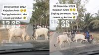 Dua sapi saling seruduk di tengah jalan (TikTok/@f_manurung_hutagurgur)