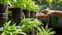 7 Tanaman Sayur yang Menguntungkan dan Gampang Menanamnya, Hasil Melimpah