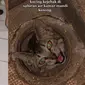 Viral Video Penyelamatan Kucing dari Saluran Kamar Mandi, Bikin Haru. (Sumber: Tiktok/alittsusanto)