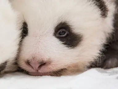 Dua anak panda kembar berusia dua bulan terlihat kebun binatang Zoologischer Garten di Berlin (1/11/2019). Dua anak panda kembar yang lahir pada tanggal 31 Agustus 2019 merupakan anak dari panda betina Meng Meng. (Stringer/Zoo Berlin/AFP)