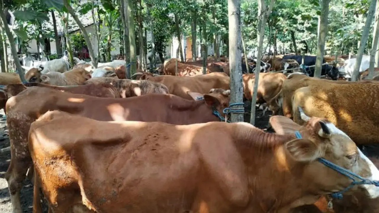 (Foto: Liputan6.com/Dian Kurniawan)