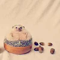 Imutnya Landak Bikin Kamu Percaya Masih Ada Alasan untuk Bahagia