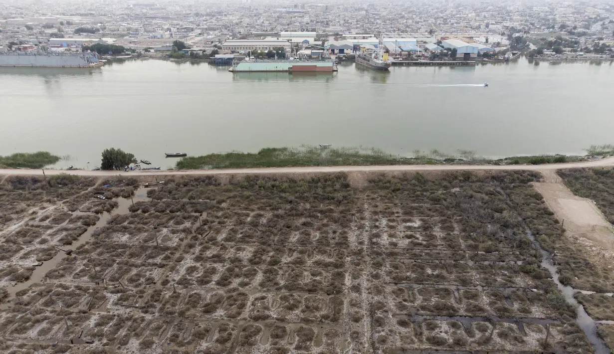 Foto udara memperlihatkan kebun kelapa sawit yang rusak karena garam dan polusi di tepi Sungai Shatt Al-Arab, Basra, Irak, 21 Maret 2022. Saat ini, air asin dari laut telah mengambil alih dan kini mencapai 300 kilometer ke hulu Shatt Al-Arab. (Hussein FALEH/AFP)