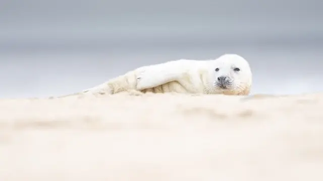 Potret Bayi Anjing Laut Berpose Layaknya Model (sumber: Instagram/@johan_siggesson_photo)