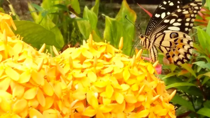 Dawia Suhartawan, Pahlawan Kupu-kupu Jayapura